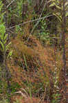 Juniper leaf <BR>Rustweed